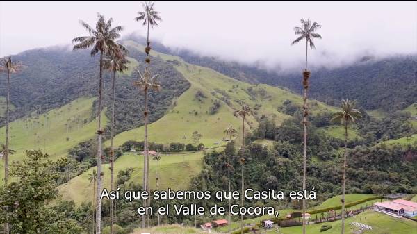 A video with images from the Cocora Valley (Colombia)