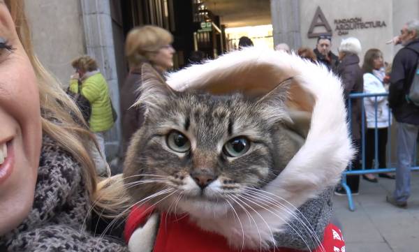 A gray cat wearing a coat is held outside by its owner