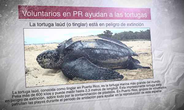 Un periódico español con una foto de una gran tortuga marina y el titular: "Voluntarios de Puerto Rico ayudan a las tortugas"