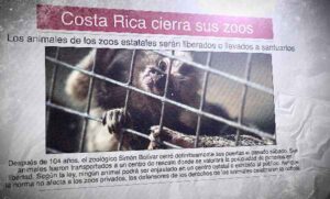 A Spanish newspaper with the image of a monkey in a cage and the headline: "Costa Rica cierra sus zoos"