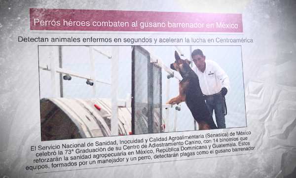 Un diario con la foto de un perro y su adiestrador. El titular dice: "Perros héroes combaten el gusano barrenador en México"