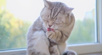 Un gato se lava las patas