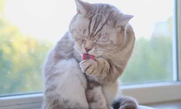 Un gato se lava las patas