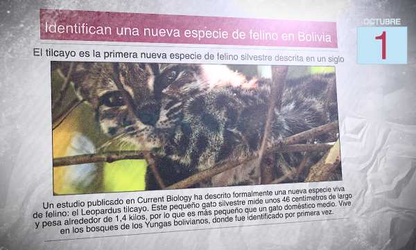 Un diario con la foto de un gato silvestre y el titular: "Identifican una nueva especie de felino en Bolivia "